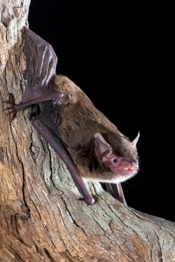 eastern-false-pipistrelle-falsistrellus-tasmaniensis-6