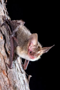 lesser-long-eared-bat-nyctophilus-gouldii