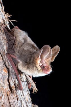 goulds-long-eared-bat-nyctophilus-gouldii-3