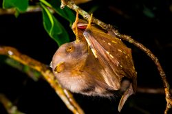 eastern-tube-nosed-bat-nyctimene-robinsoni-3