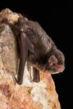 little-bentwing-bat-miniopterus-australis-3