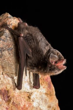little-bentwing-bat-miniopterus-australis-4