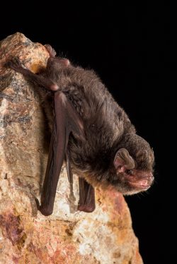 little-bentwing-bat-miniopterus-australis-5