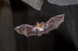 large-eared-horseshoe-bat-rhinolophus-robertsi-2