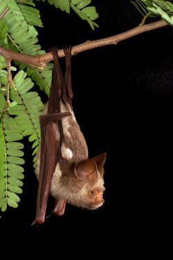 diadem-leaf-nosed-bat-hipposideros-diadema-4