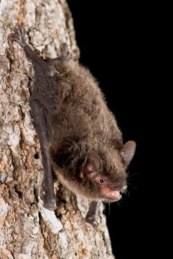 large-footed-myotis-myotis-macropus-4