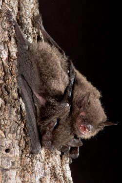large-footed-myotis-myotis-macropus-5