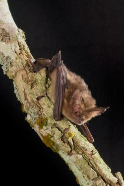 esatern-long-eared-bat-nyctophilus-bifax
