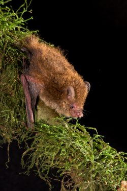 flute-nosed-bat-murina-florium