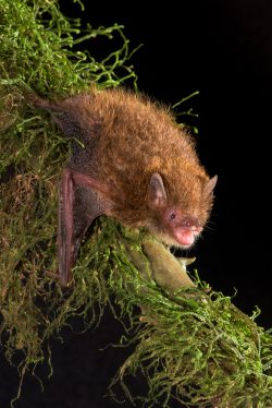 flute-nosed-bat-murina-florium-2