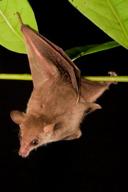 eastern-blossom-bat-syconycteris-australis-2