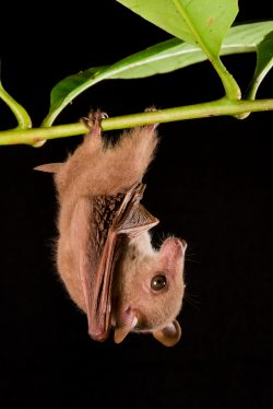 eastern-blossom-bat-syconycteris-australis-3