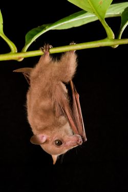 eastern-blossom-bat-syconycteris-australis-4