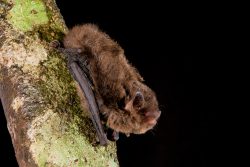 Eastern-forest-bat-vespadelus-pumilus-2