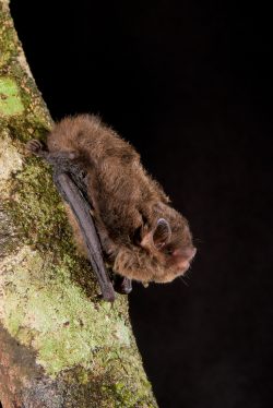 esatern-forest-bat-vespadelus-pumilus