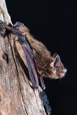 mangrove-pipistrelle-pipistrellus-westralis