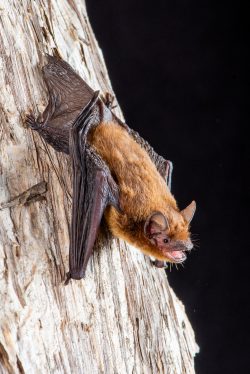 mangrove-pipistrelle-pipistrellus-westralis-7