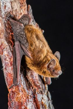 mangrove-pipistrelle-pipistrellus-westralis-8