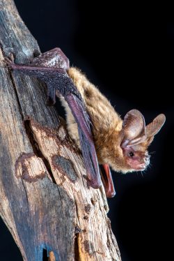 eastern-long-eared-bat-nyctophilus-bifax-4