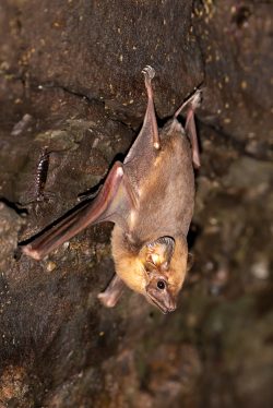 coastal-sheathtail-bat-taphozous-australis-4