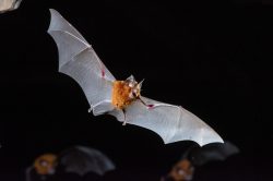 eastern-horseshoe-bats-rhinolophus-megaphyllus-2