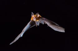 eastern-horseshoe-bats-rhinolophus-megaphyllus-5