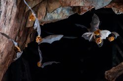 eastern-horseshoe-bats-rhinolophus-megaphyllus-6