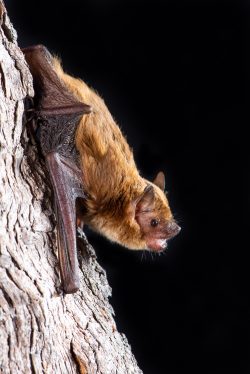 northern-broad-nosed-bat-scotorepens-sanborni-5