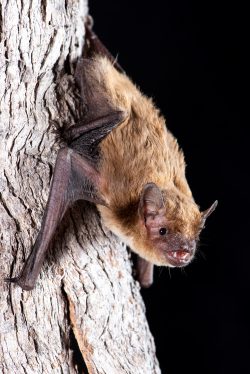 northern-broad-nosed-bat-scotorepens-sanborni-4