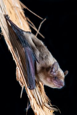 northern-broad-nosed-bat-scotorepens-sanborni-balstoni