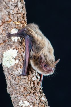 mangrove-pipistrelle-pipistrellus-westralis-6