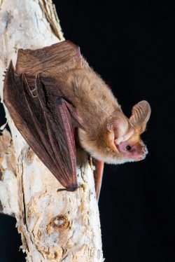 lesser-long-eared-bat-nyctophius-geoffroyi-2