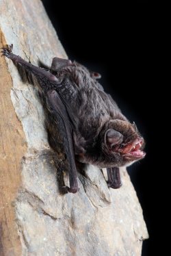 eastern-bentwing-bat-miniopterus-orianae-oceanensis-2