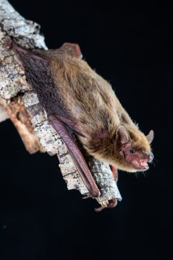 cape-york-pipistrelle-pipistrellus-adamsi-4
