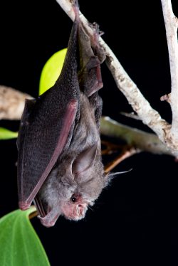 hipposideros-semoni-3