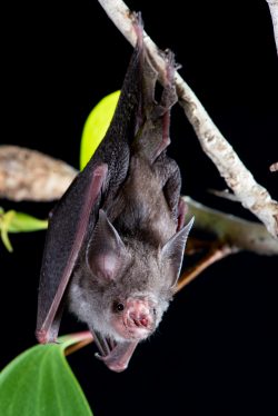 hipposideros-semoni