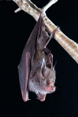 hipposideros-semoni-2