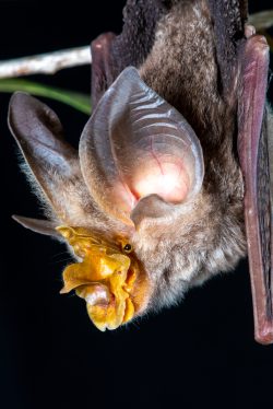 rhinolophus-robertsi