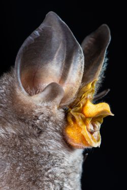 rhinolophus-robertsi-3