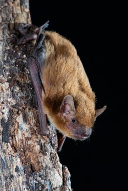 Northern Broad-nosed Bat