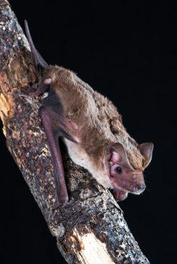 northern-freetail-bat-ozimops-lumsdenae-2