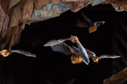 Eastern Horseshoe Bat (Rhinolophus megaphyllus)
