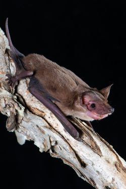 northern-freetail-bat-ozimops-lumsdenae-4