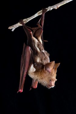 diadem-leaf-nosed-bat-hipposideros-diadema-5