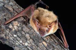 eastern-long-eared-bat-nyctophilus-bifax-5