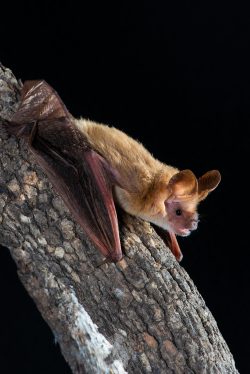 eastern-long-eared-bat-nyctophilus-bifax-6