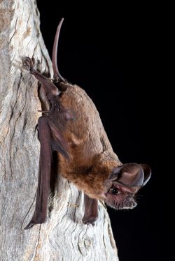 wrinkle-lipped-freetail-bat-chaerephon-jobensis