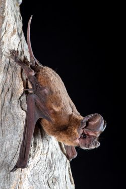 wrinkle-lipped-freetail-bat-chaerephon-jobensis-2