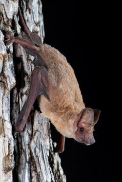 halls-freetail-bat-ozimops-halli-5