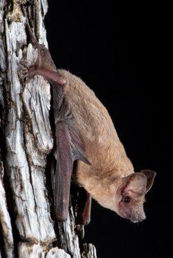 halls-freetail-bat-ozimops-halli-3